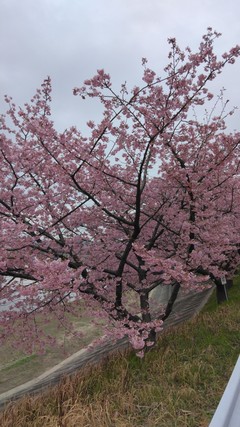 岡崎の桜＼(^o^)／