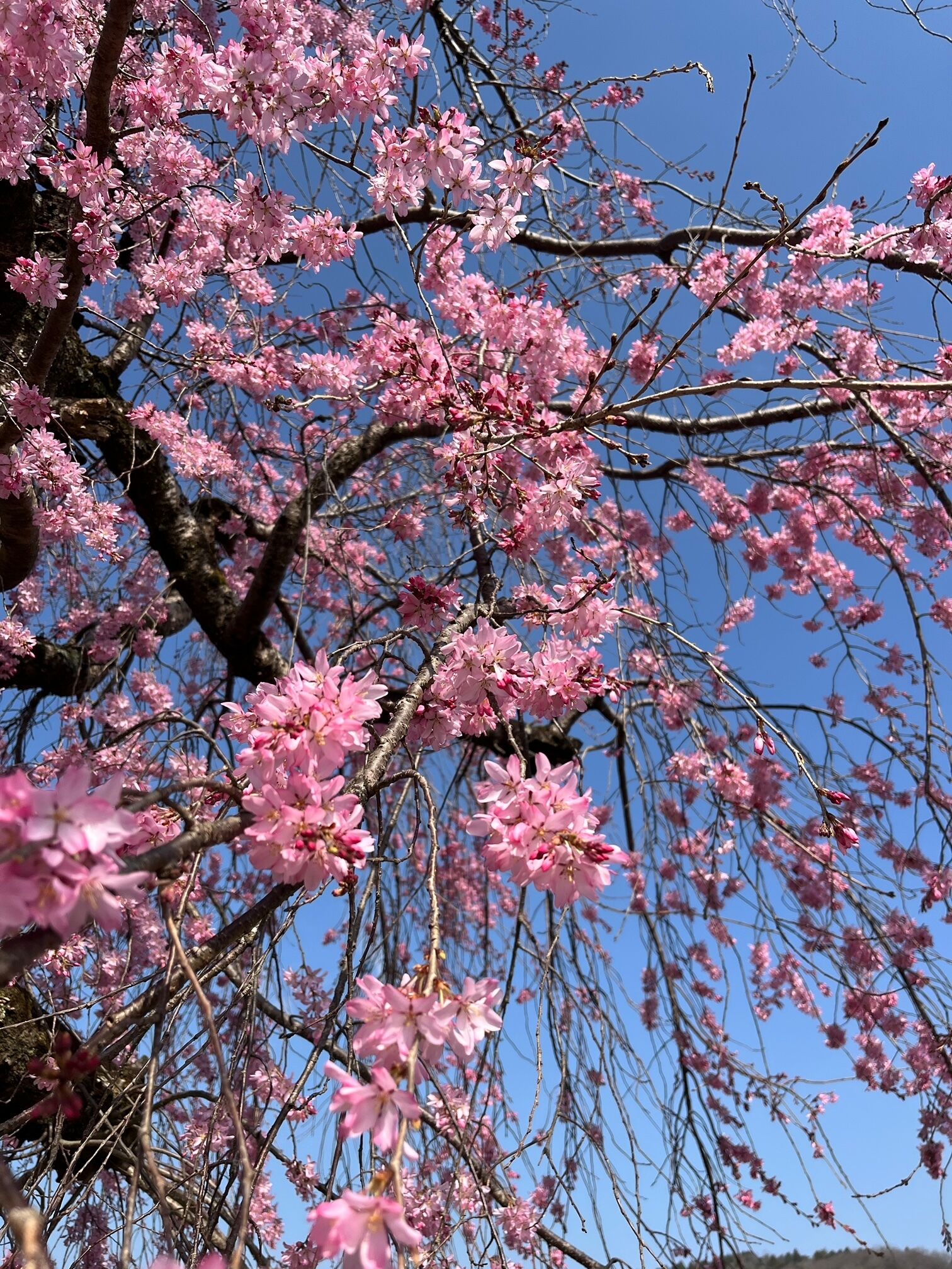 濃ゆいピンクの枝垂れ桜が