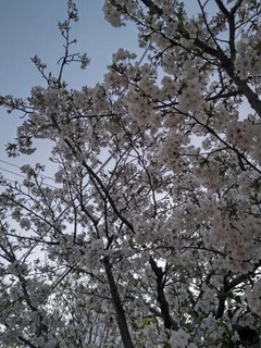【動画】桜咲いたかな？&#9825;(写真たくさん)&#9825;&#9825;