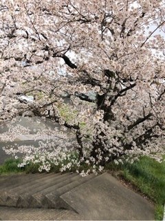 桜を見に