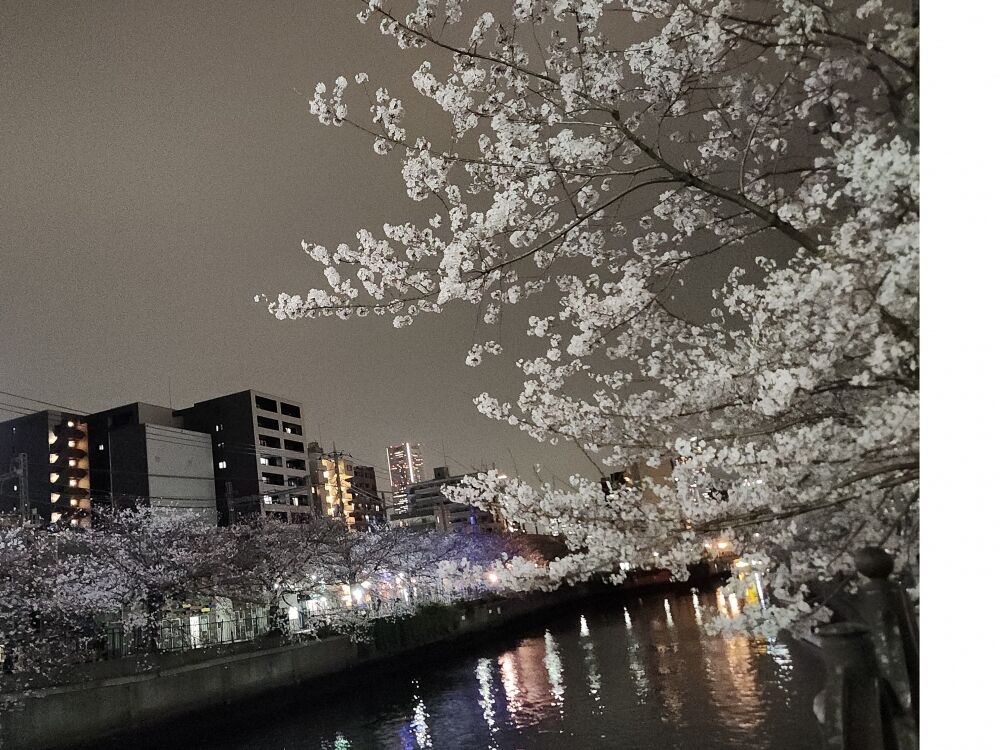 夜桜〜!
