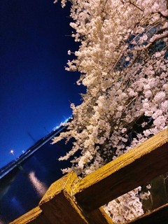 夜桜&#127800;は♪