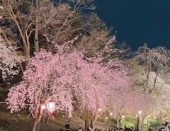 夜桜&#9825;