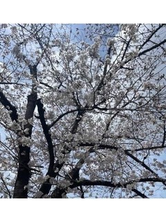こんにちは桜満開