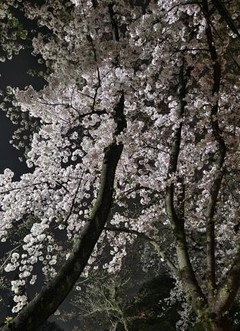 夜桜♡