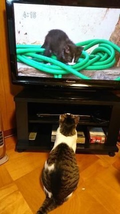ネコ動画を観る猫
