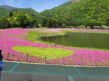 芝桜を見に富士山の近くに。