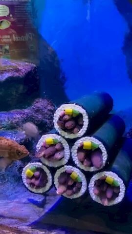 恵方巻き