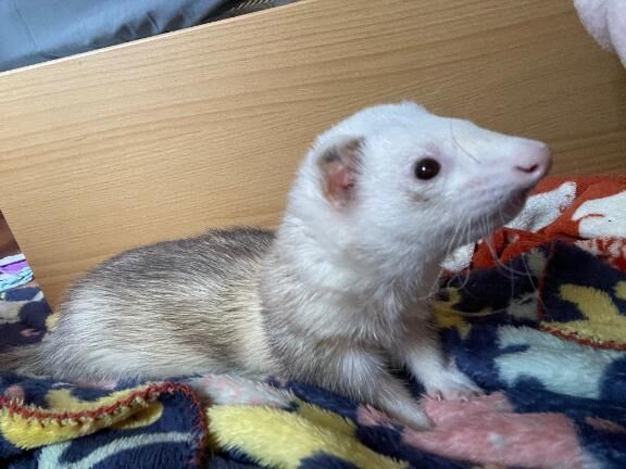 ベットに潜り込まれて&#129392;&#6746;