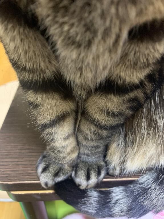 花粉症