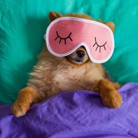 今日もありがとん