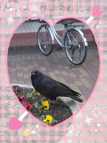 仲良しカラス