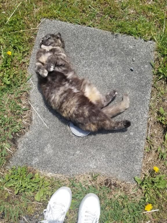 にゃー&#128049;