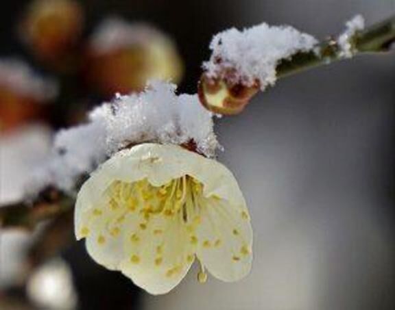 雪&#10052;&#65039;が…