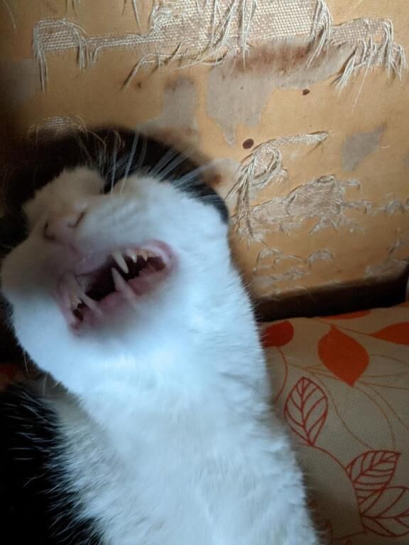 食べるんだけど