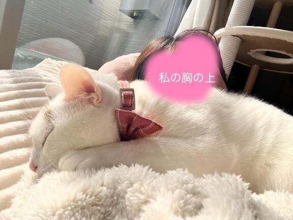 猫の日(≡^.^≡)♪