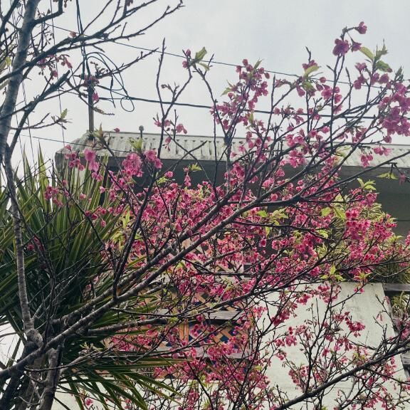 ぬこ