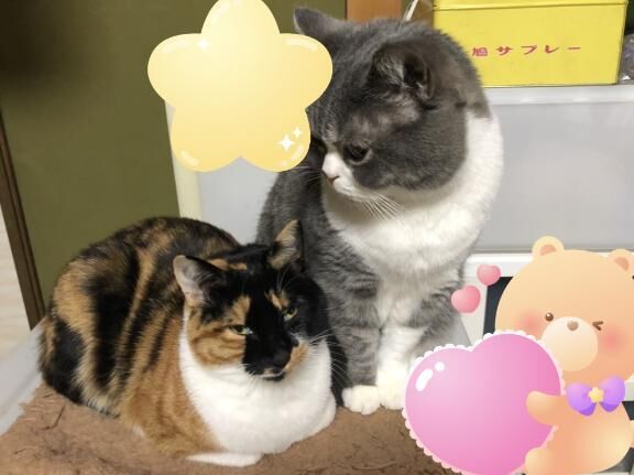 猫の日&#128049;