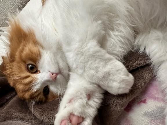 &#65039;&#129653;にゃんにゃんにゃん