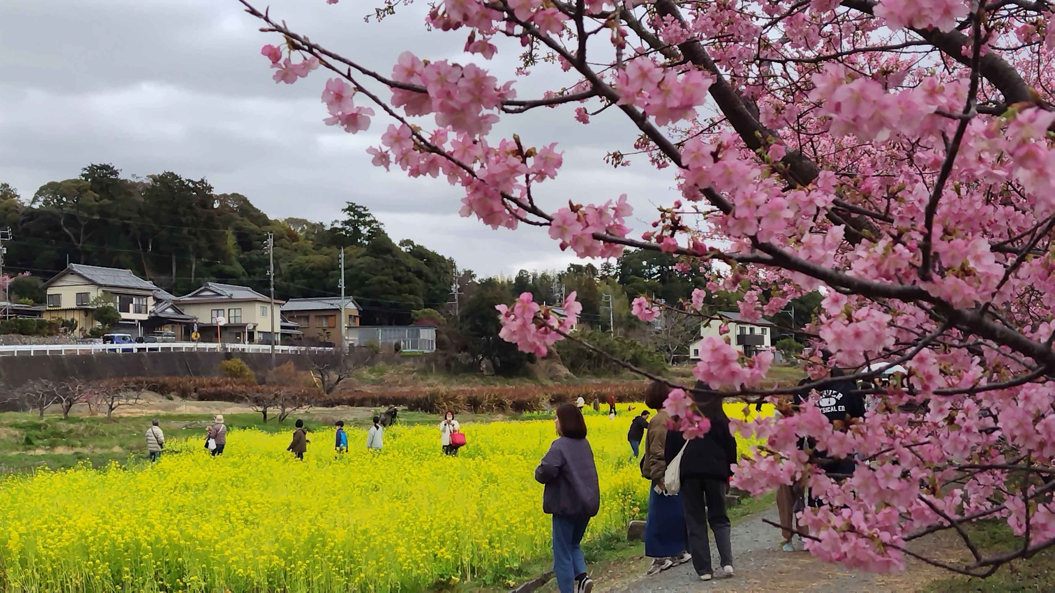 昨年の河津桜