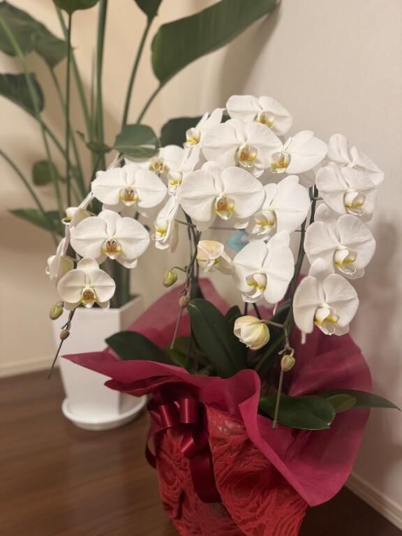 胡蝶蘭&#128144;