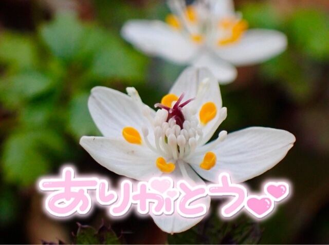 お礼デス