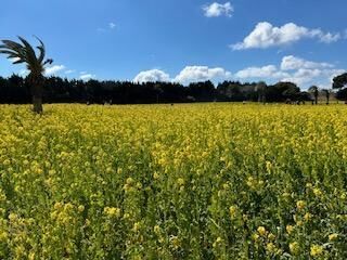 菜の花
