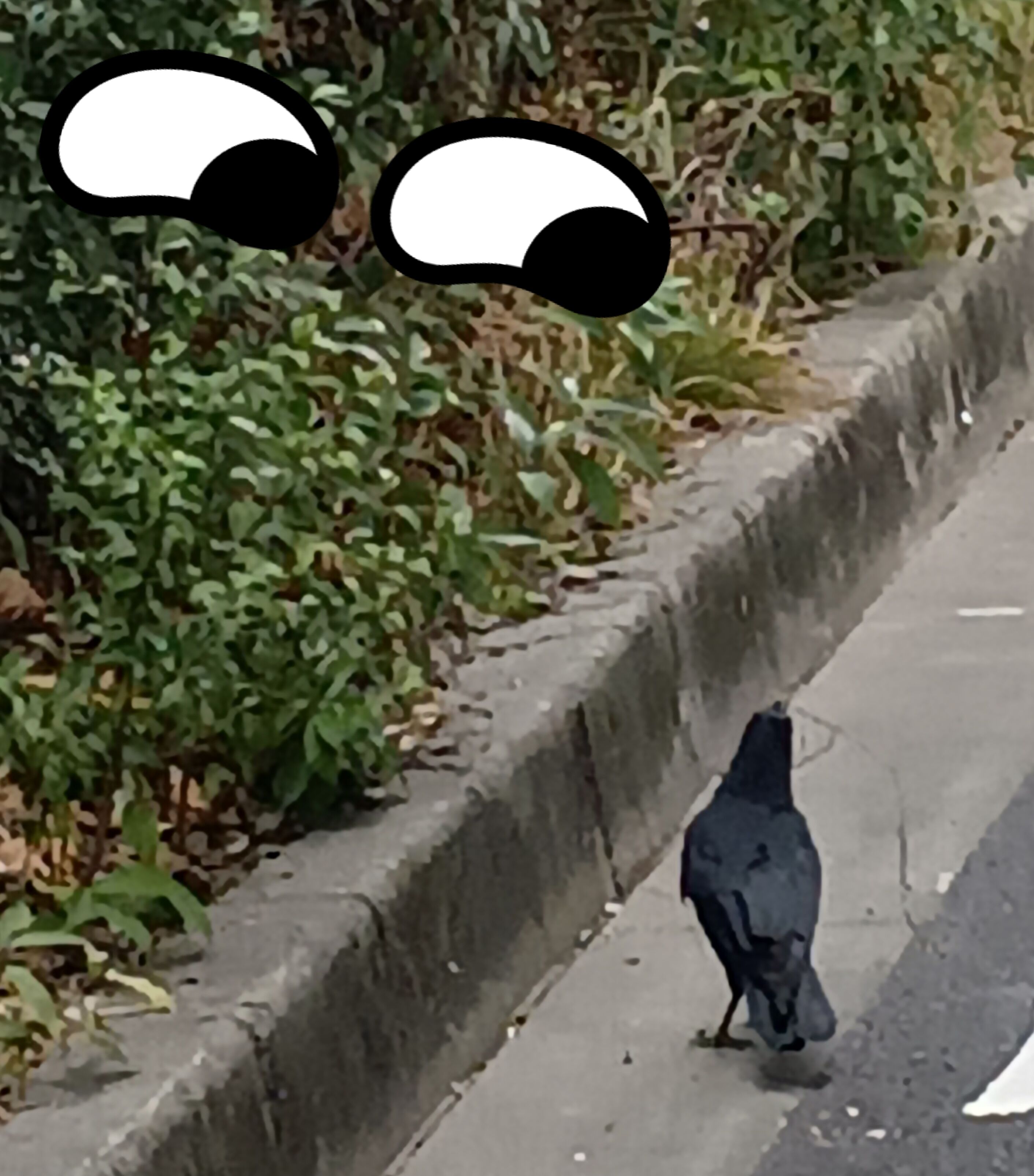 カラス、ちかっ！