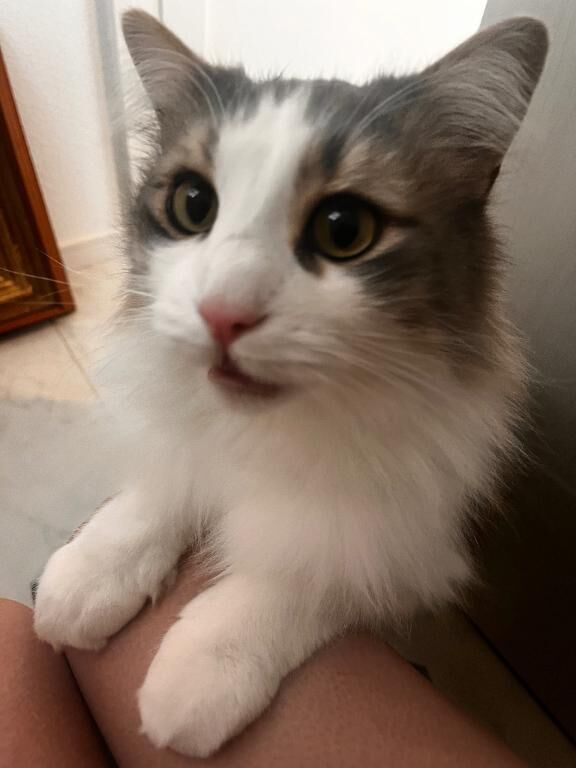 かわいい