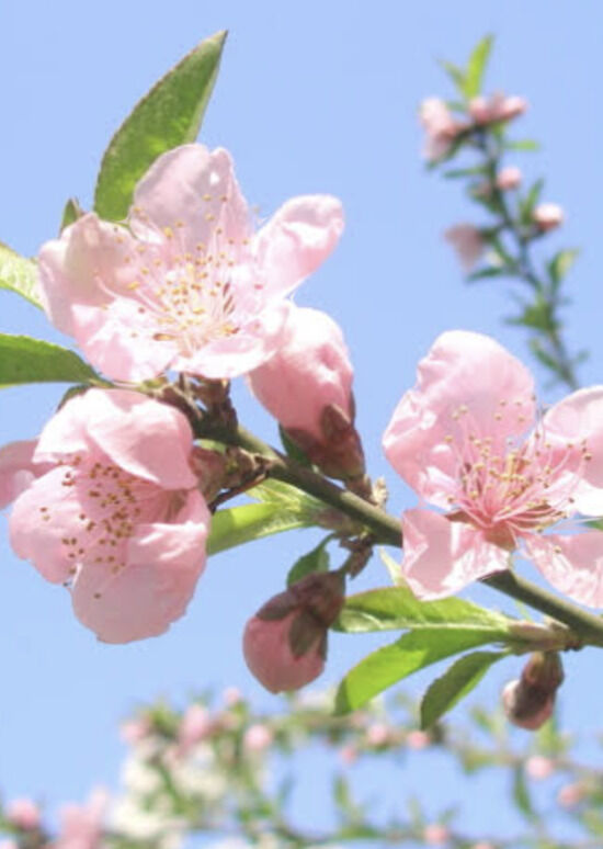 桃の花&#129655;