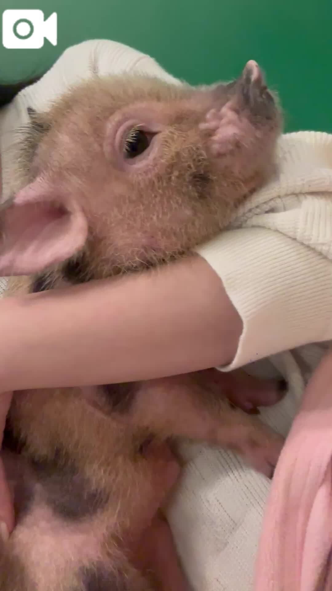 ぶたさん