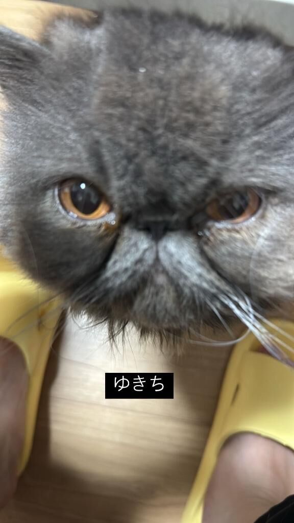 お休みいただきます