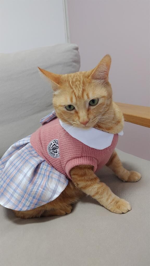 ひな祭り