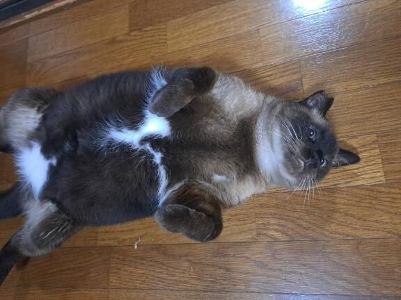 かわいいー！