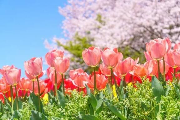朝一　なじみさん