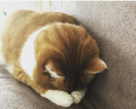 ごめんなさい