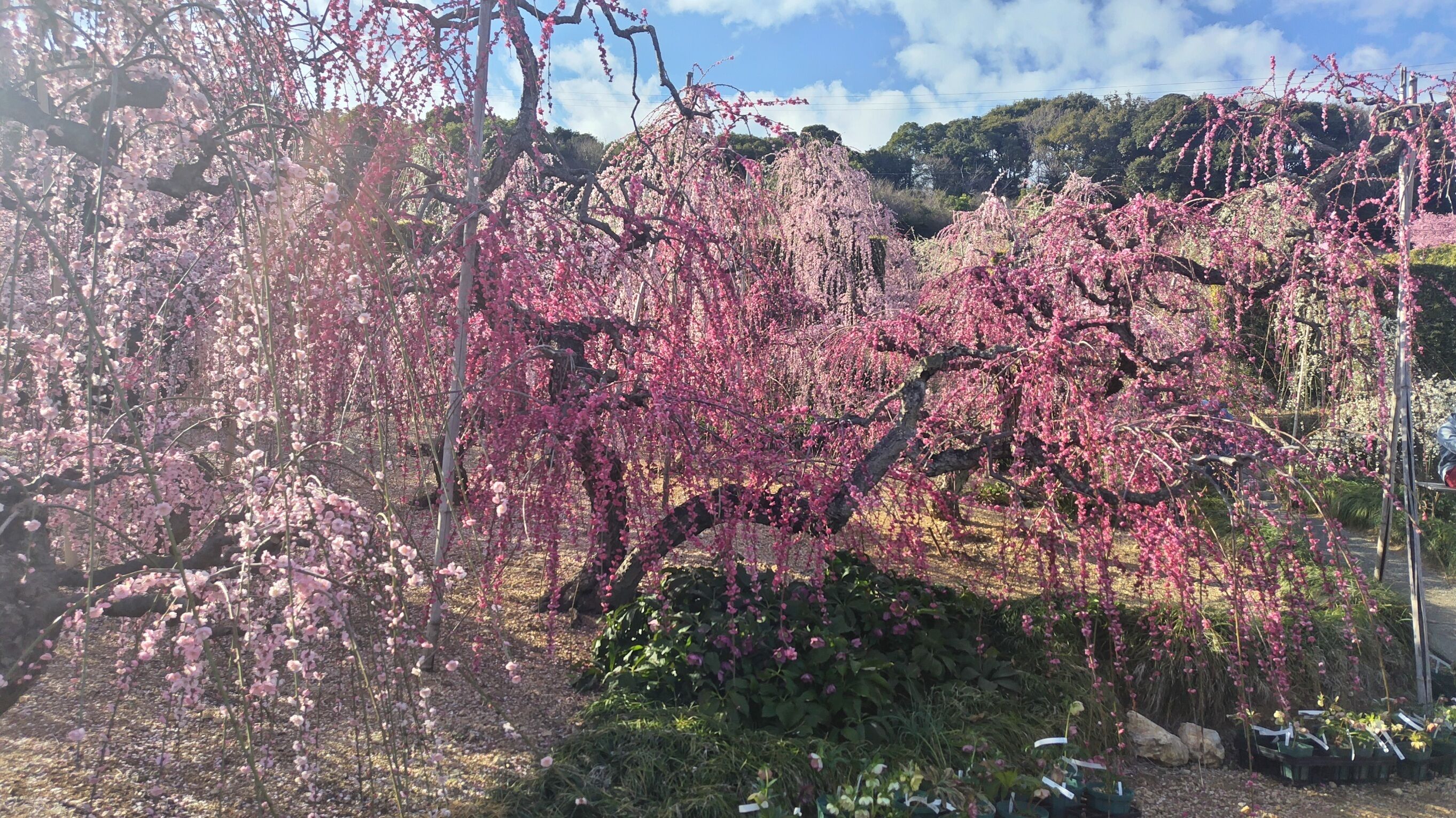 しだれ梅