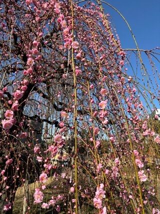 春&#127800;