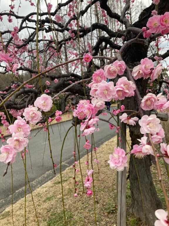 おはようございます