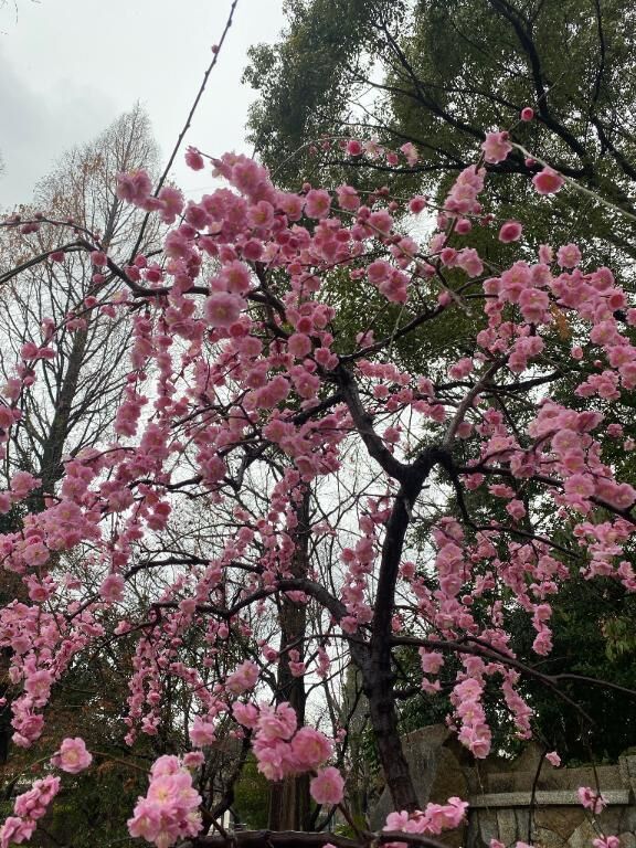 今日は