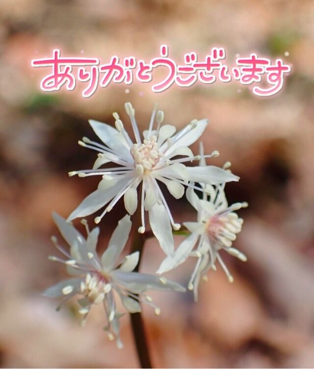 お礼デス