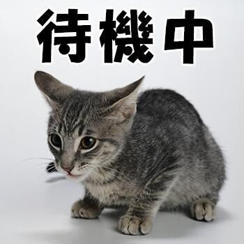 待機中&#9825;