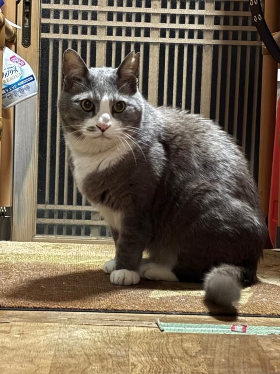 にゃんにゃーん