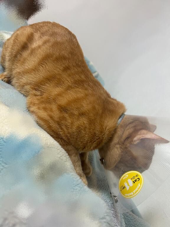 &#128049;