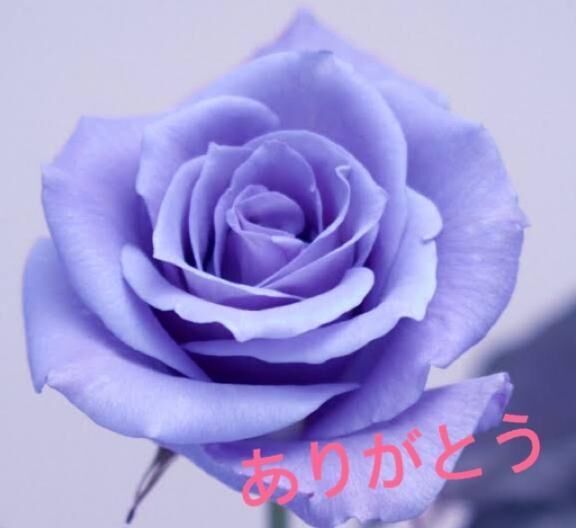 ありがとう