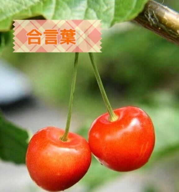 合言葉&#127826;