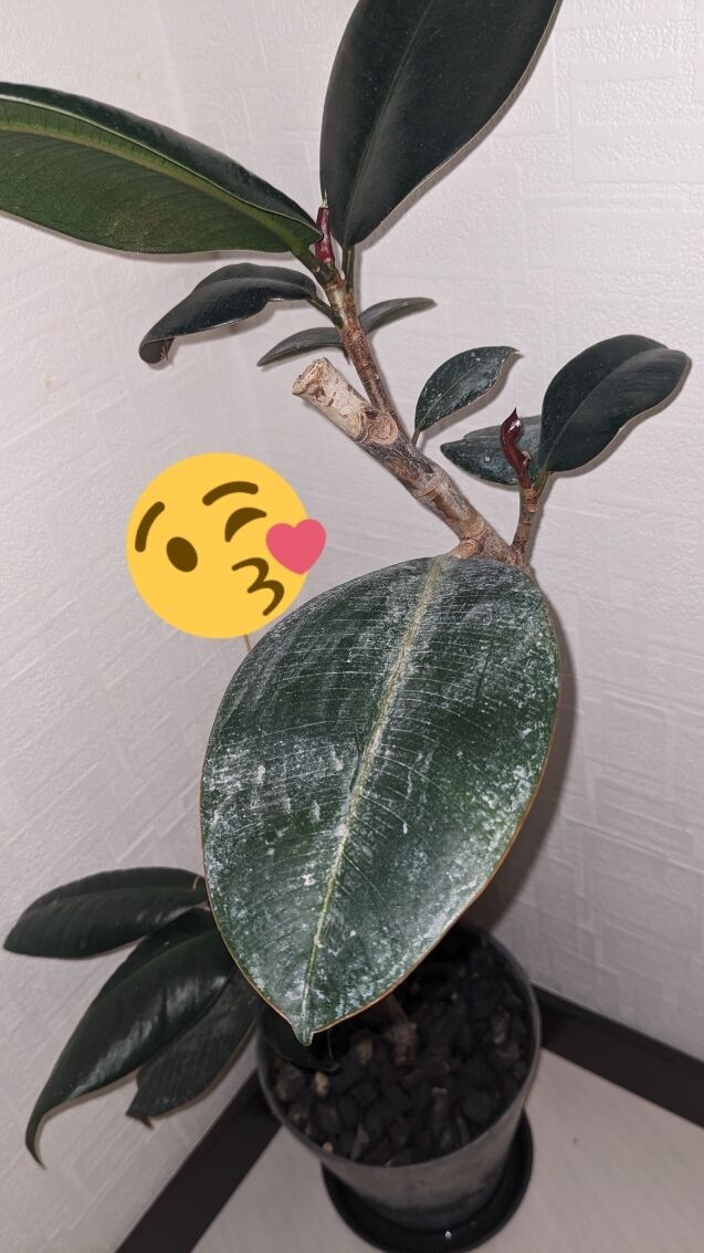 有難うございました。