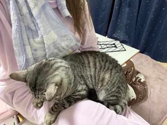 しゅっきんダゾ