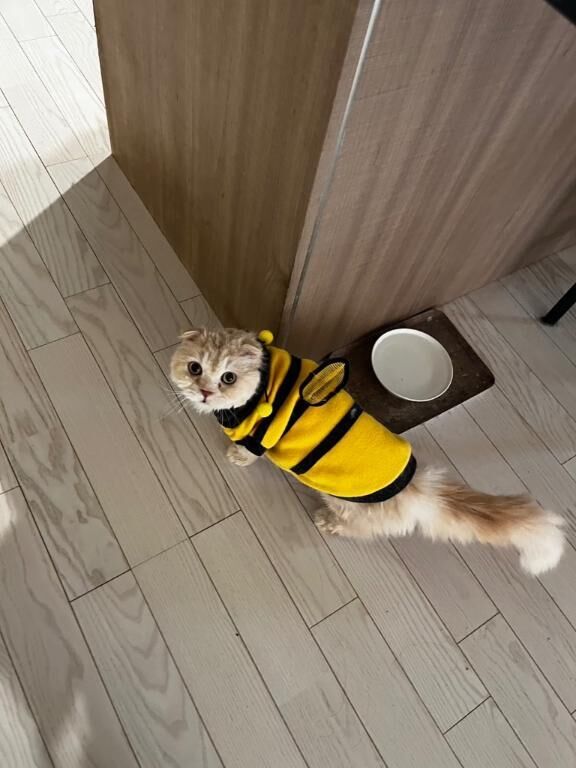 おはよーです