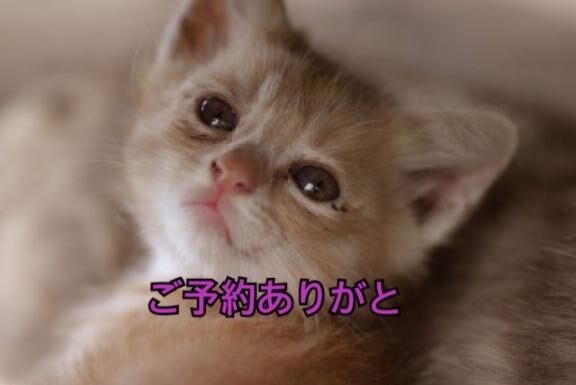 ご予約16時10分